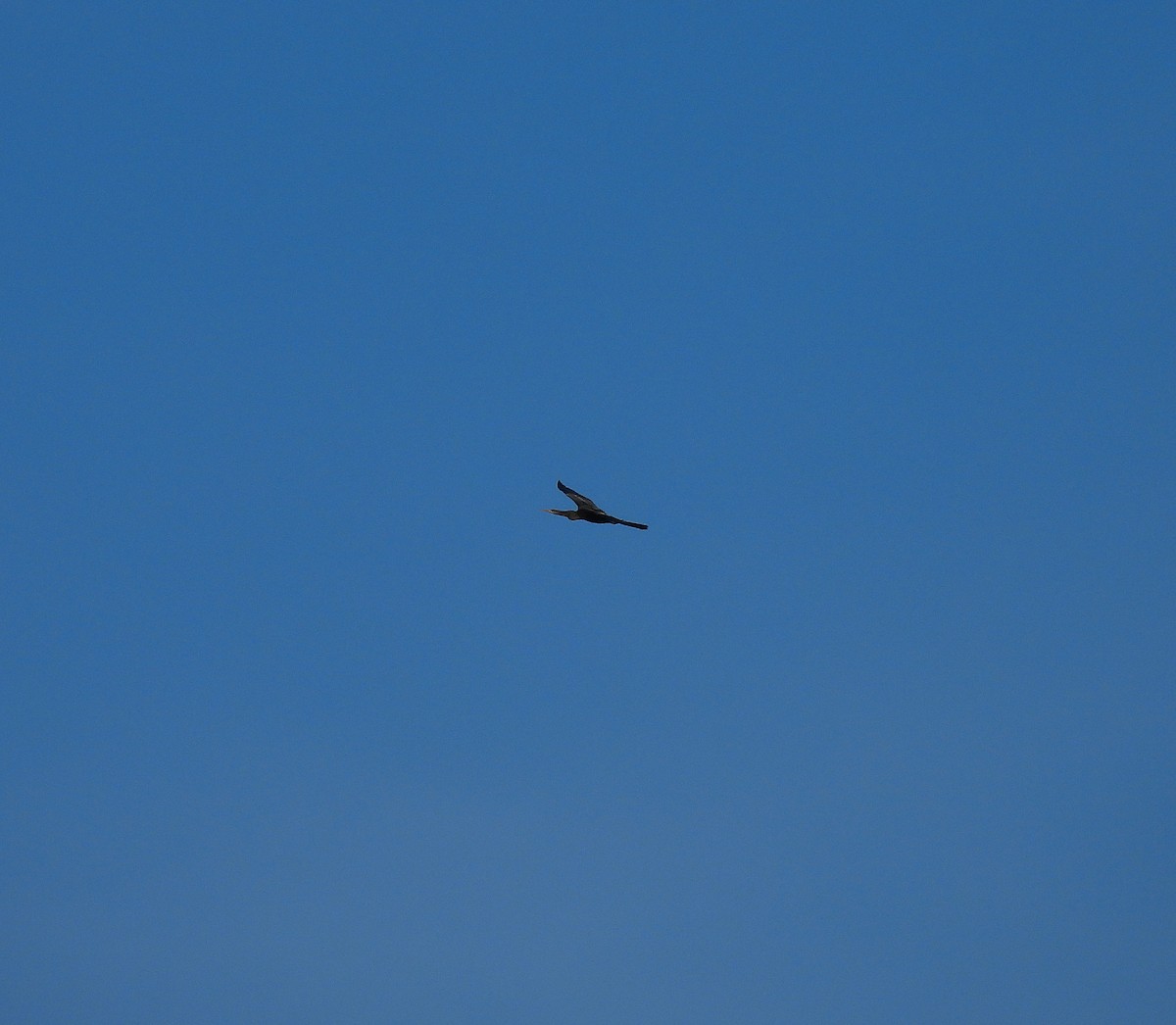 Anhinga - ML643765716