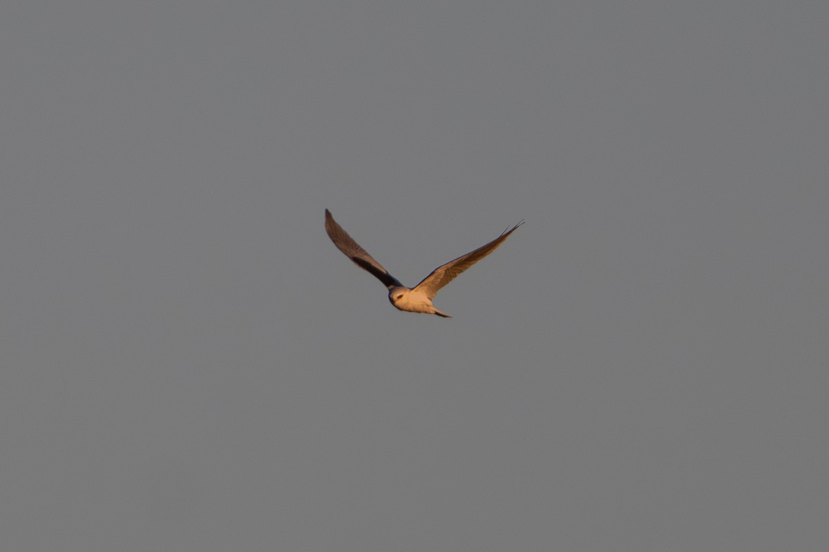 White-tailed Kite - ML643765721