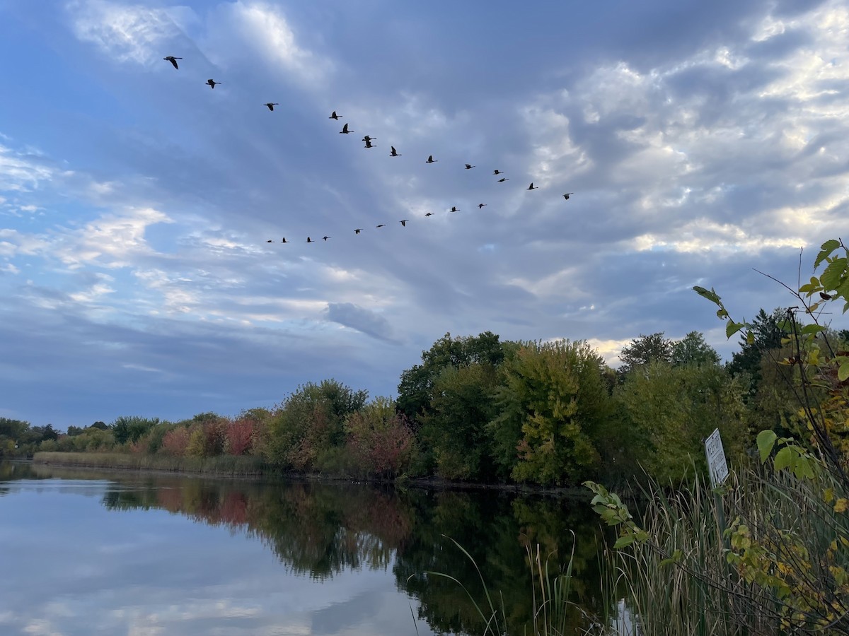 berneška velká - ML643765725