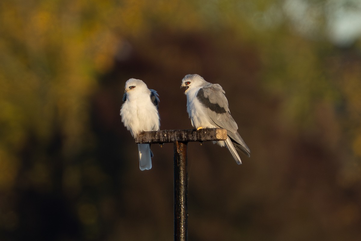 White-tailed Kite - ML643765732