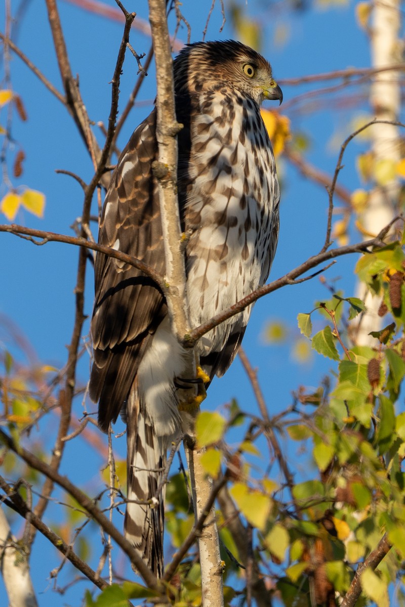 Cooper's Hawk - ML643765745