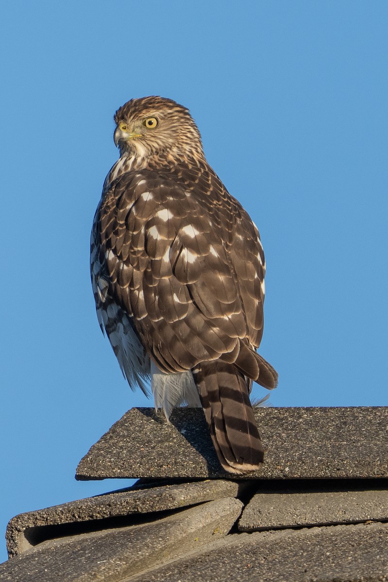 Cooper's Hawk - ML643765746