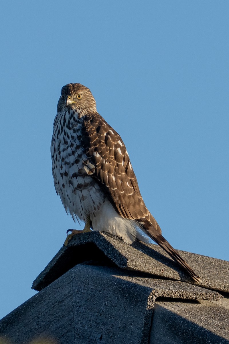 Cooper's Hawk - ML643765747