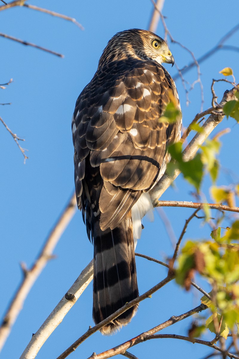 Cooper's Hawk - ML643765748