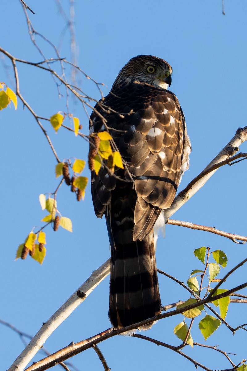 Cooper's Hawk - ML643765749