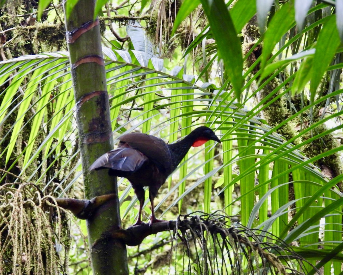 Cauca Guan - ML643765751