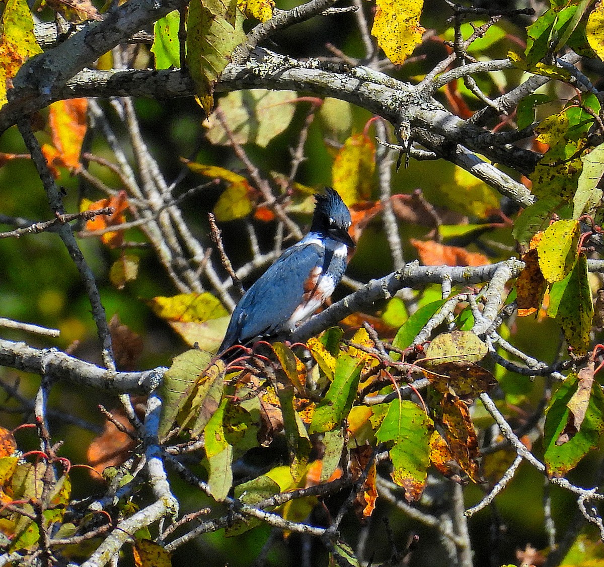 Belted Kingfisher - ML643765770