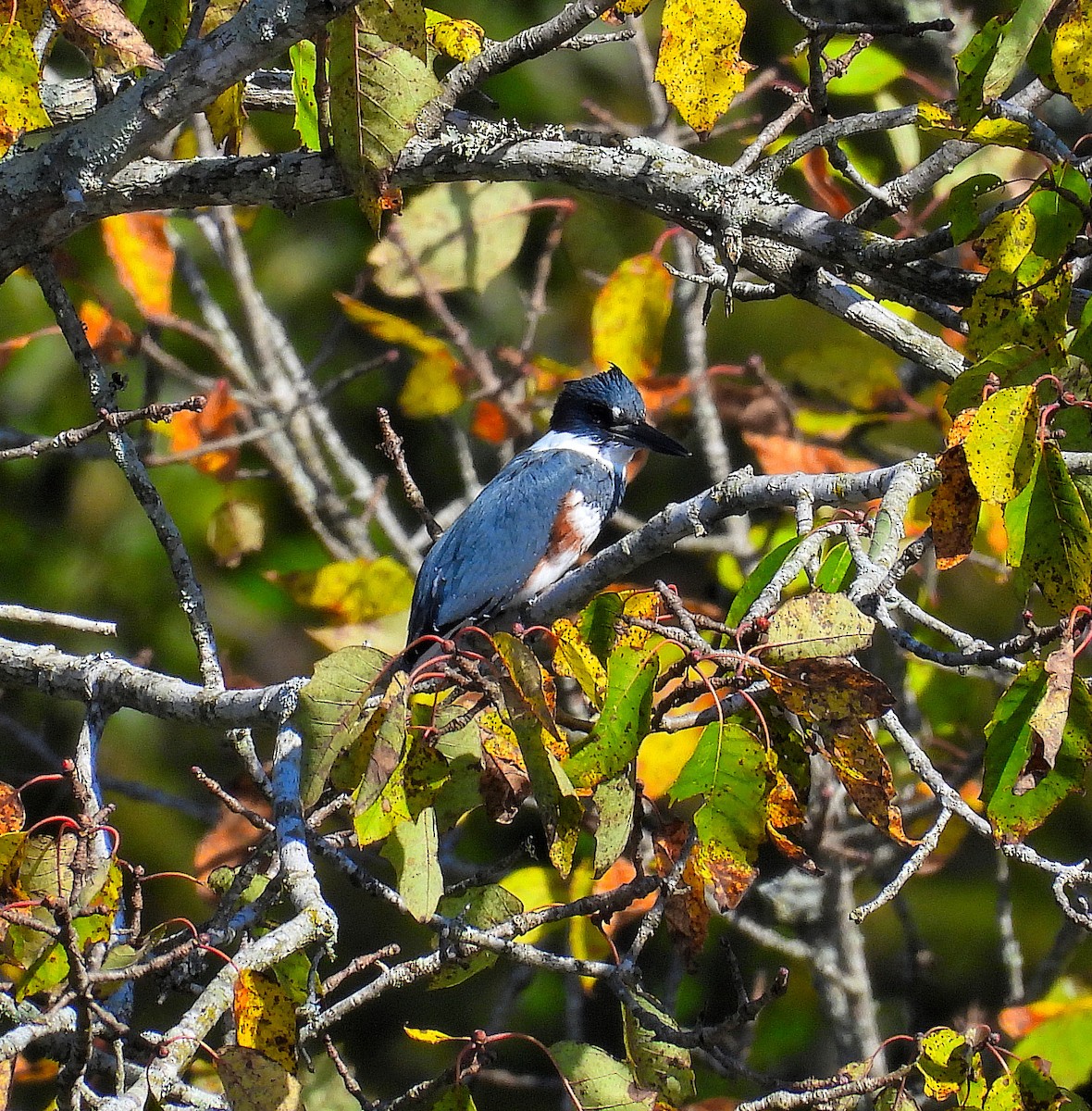 Belted Kingfisher - ML643765771
