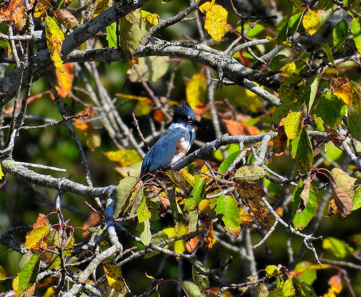 Belted Kingfisher - ML643765772