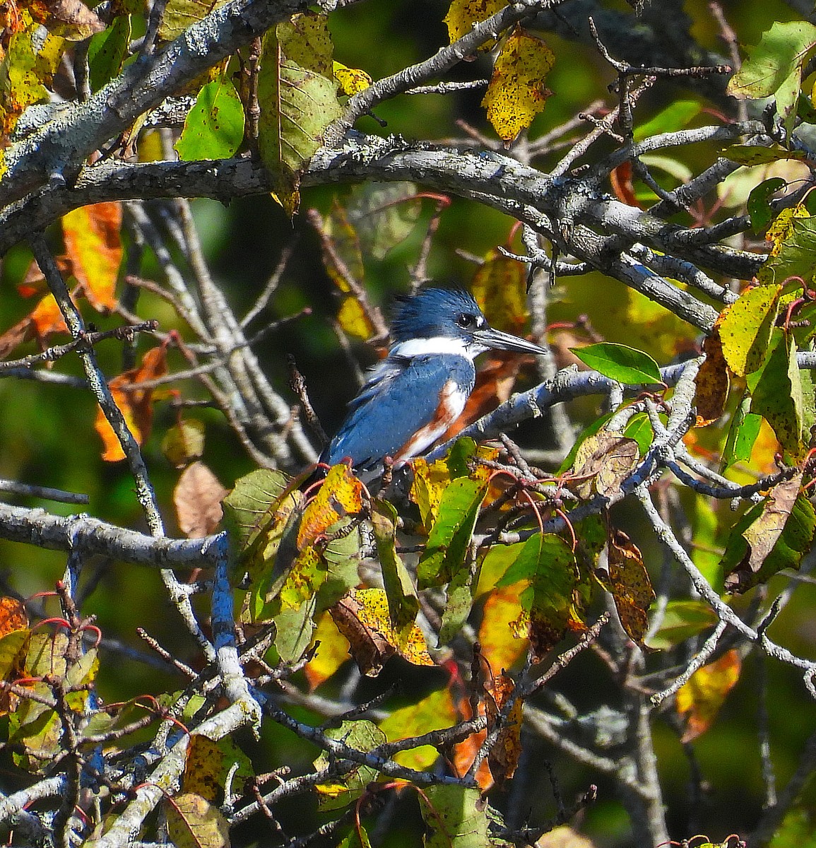 Belted Kingfisher - ML643765774