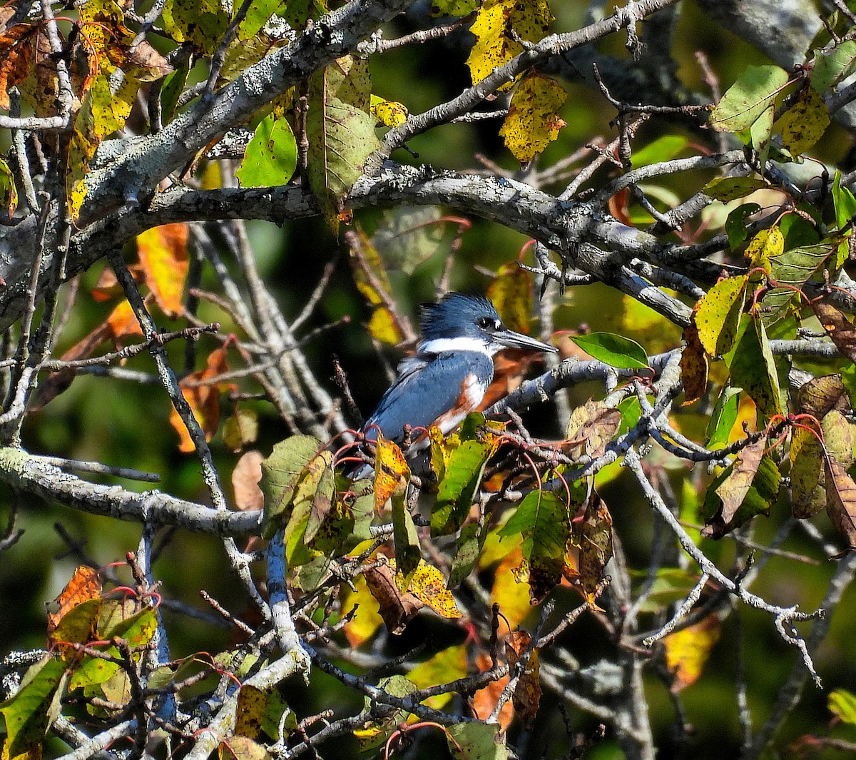 Belted Kingfisher - ML643765775