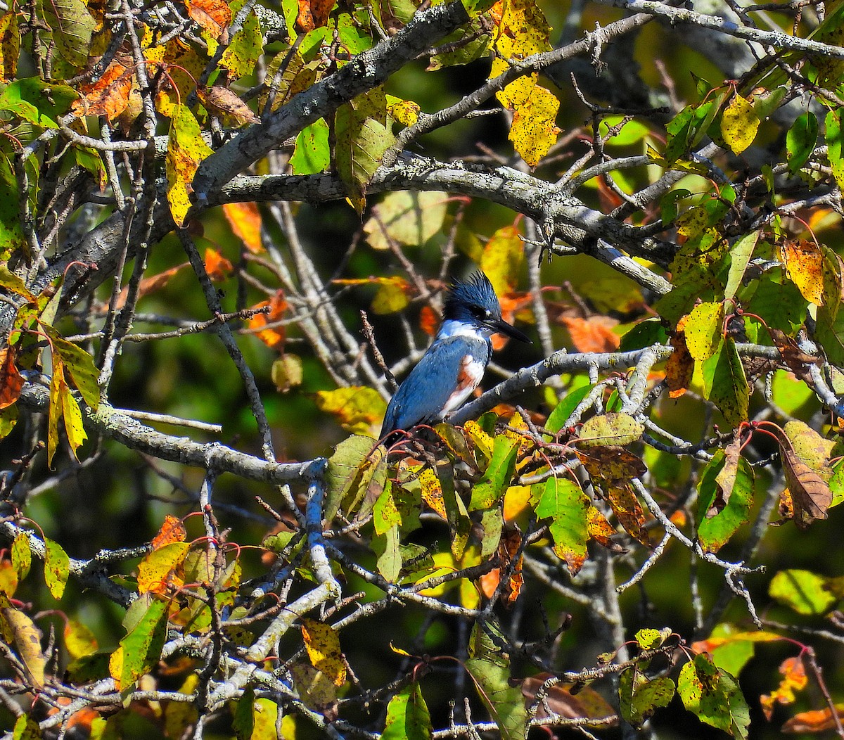 Belted Kingfisher - ML643765781