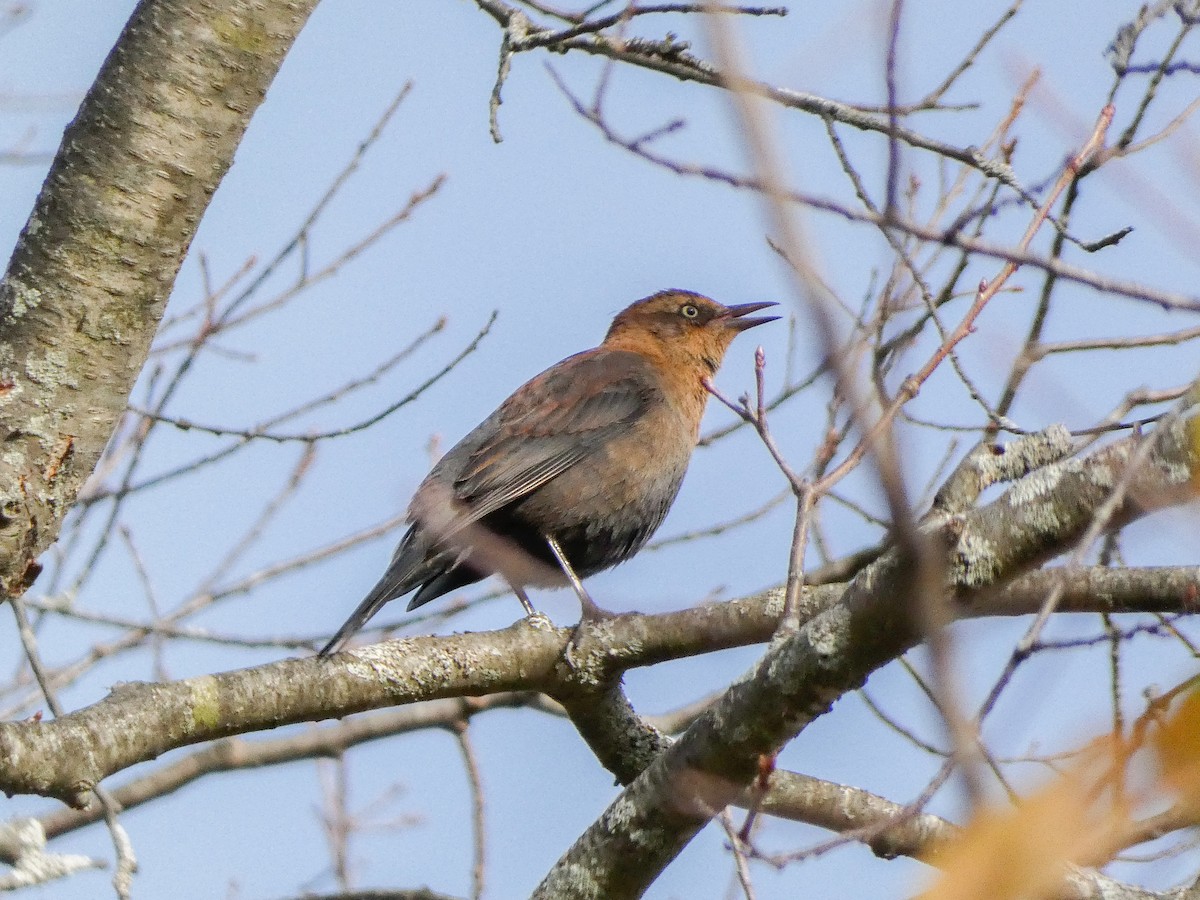 Rusty Blackbird - ML643765783