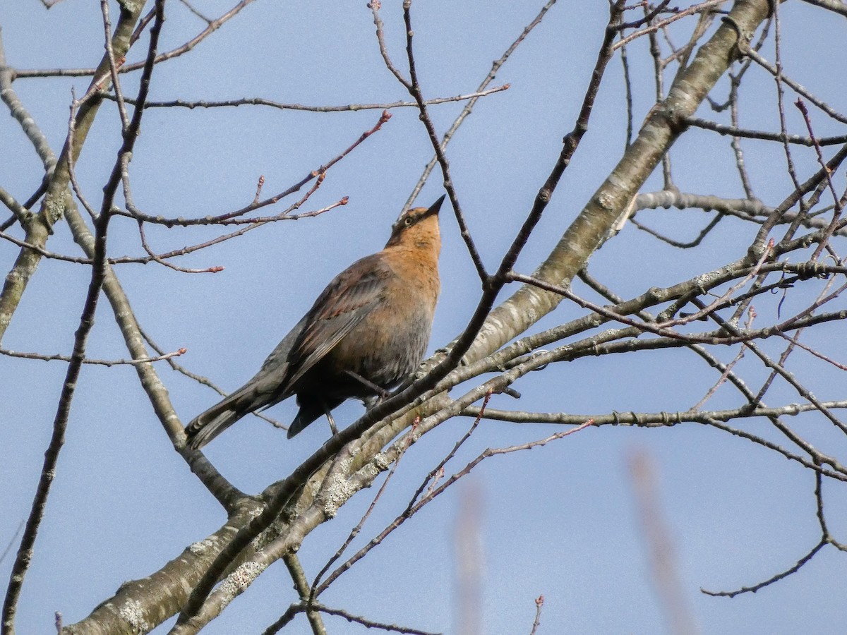 Rusty Blackbird - ML643765784