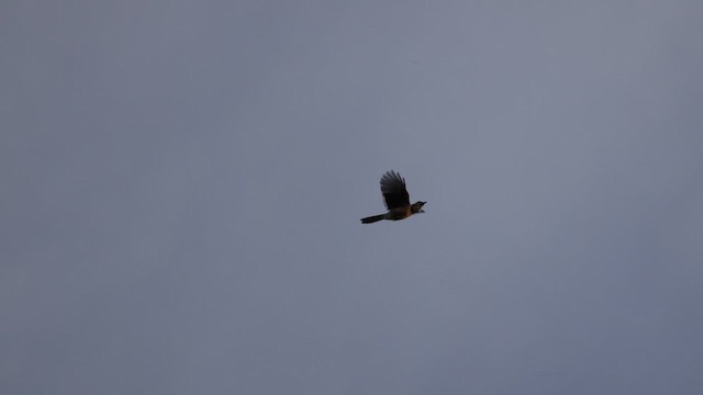 Blue Jay - ML643765793