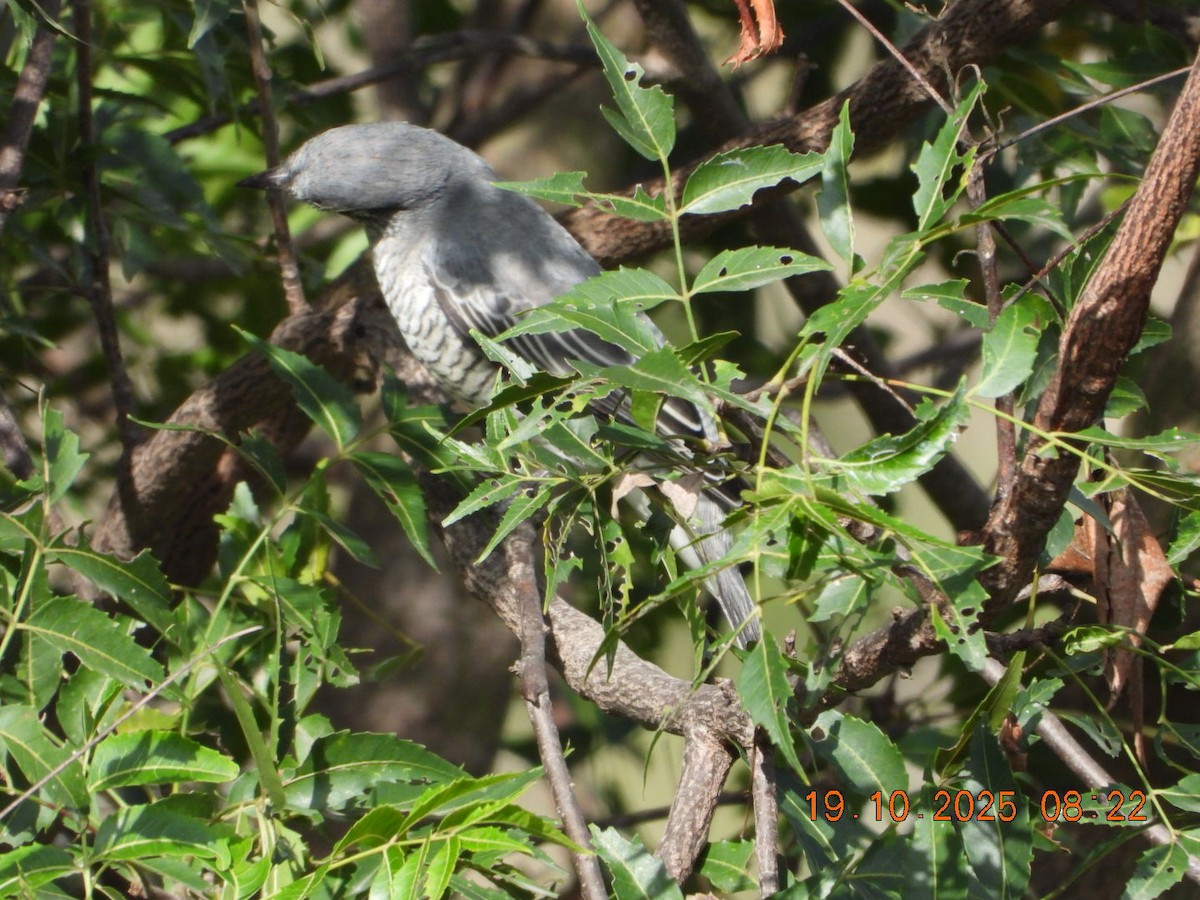 Black-headed Cuckooshrike - ML643765802