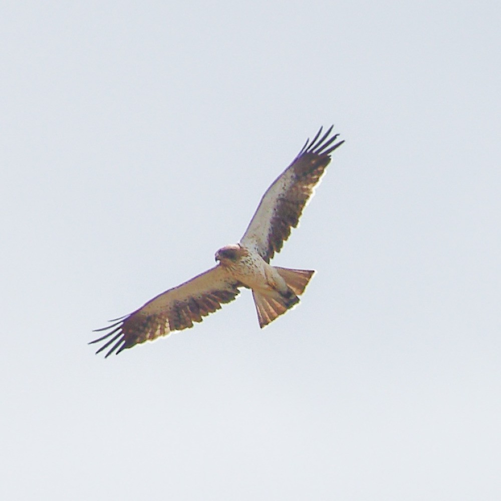 Бахим бүргэд - ML643765820