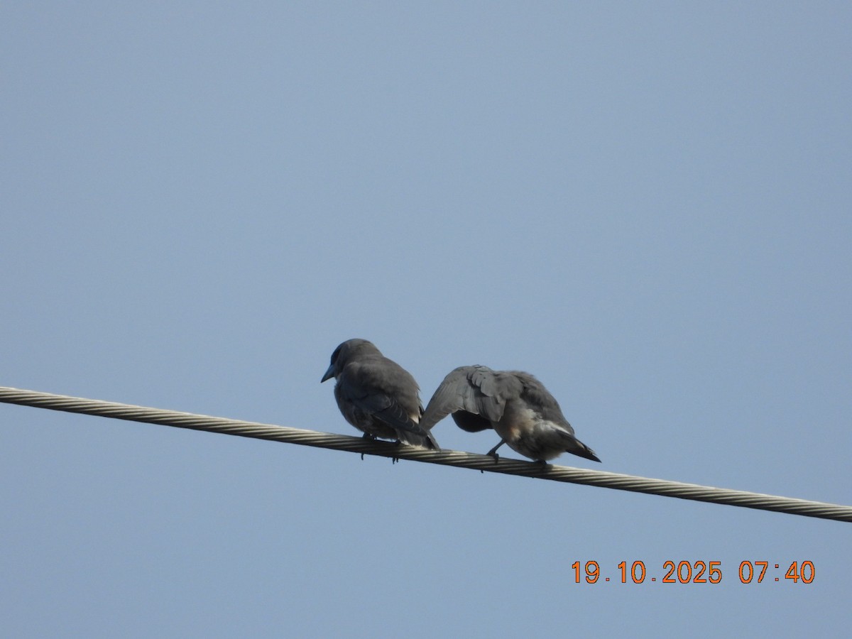 Ashy Woodswallow - ML643765825