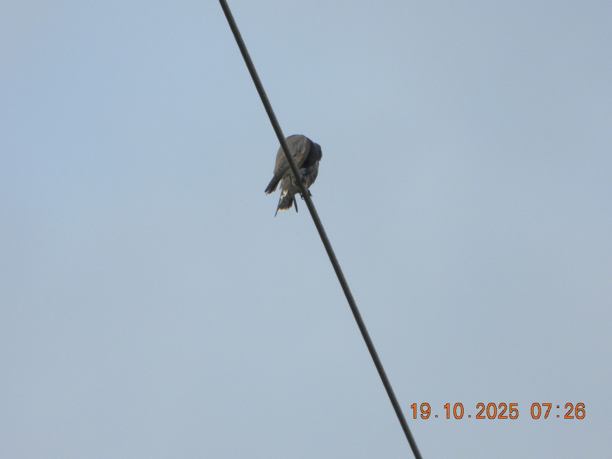Ashy Woodswallow - ML643765826