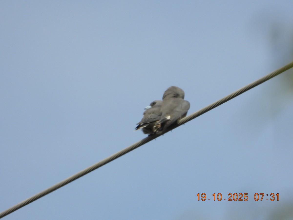 Ashy Woodswallow - ML643765827