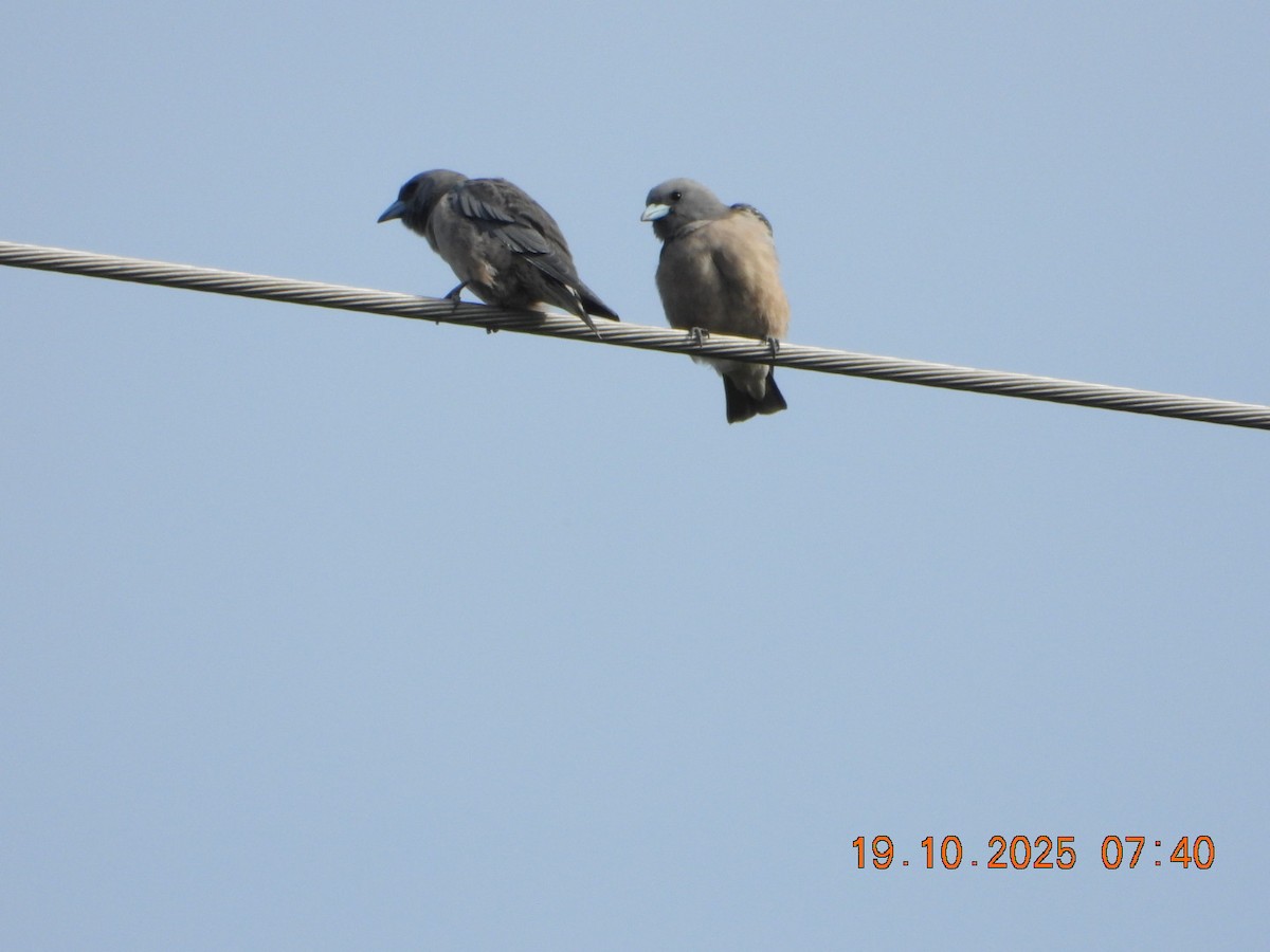 Ashy Woodswallow - ML643765828