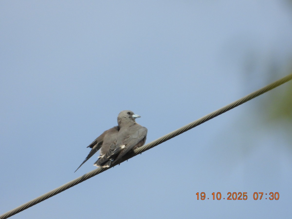 Ashy Woodswallow - ML643765829