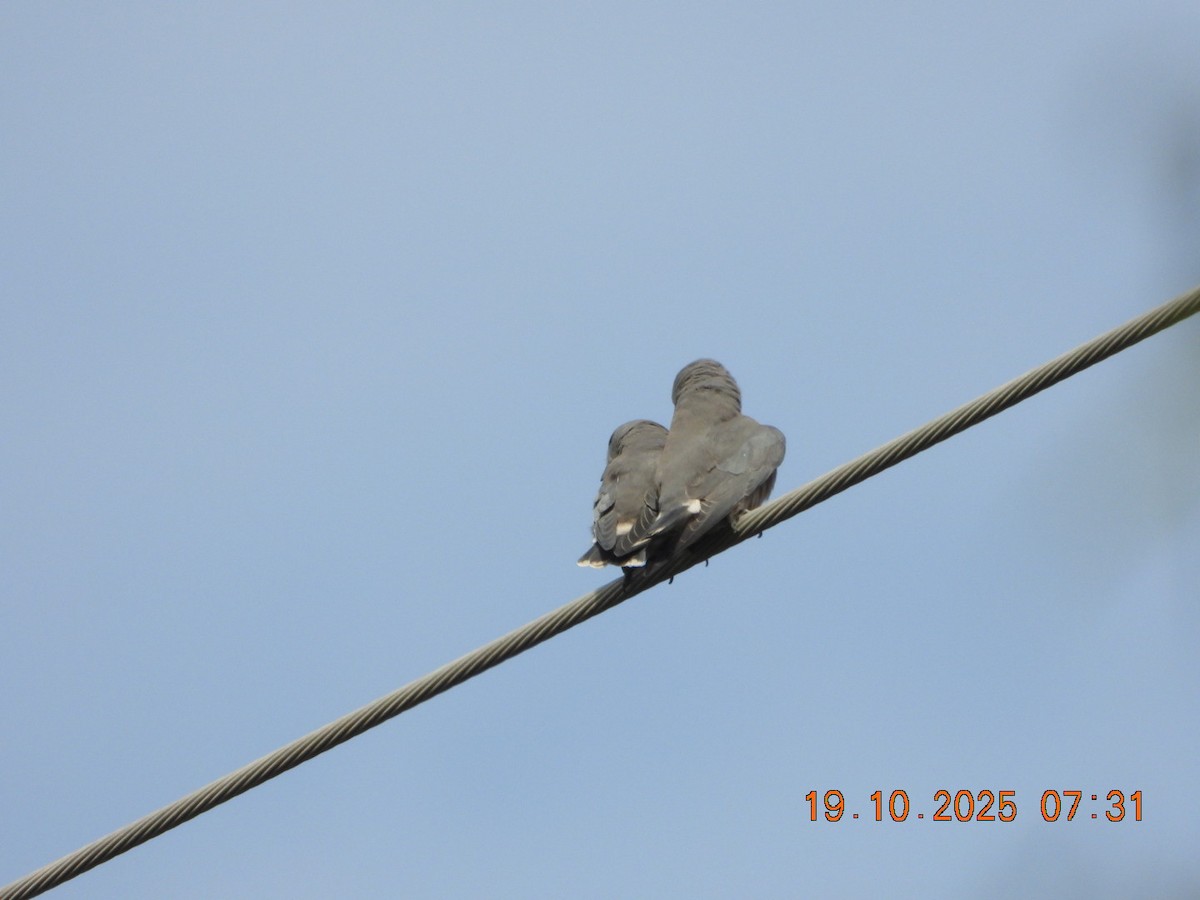 Ashy Woodswallow - ML643765830