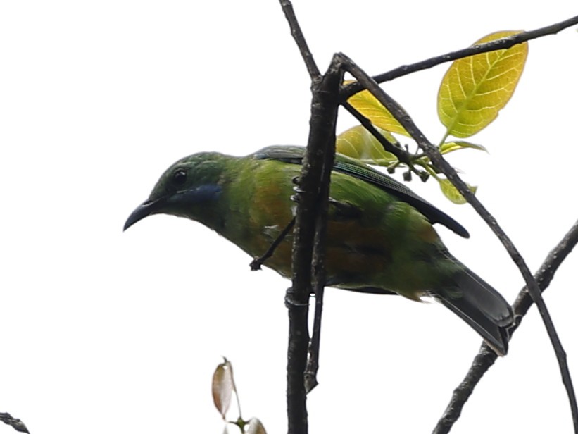 Orange-bellied Leafbird - ML643765834