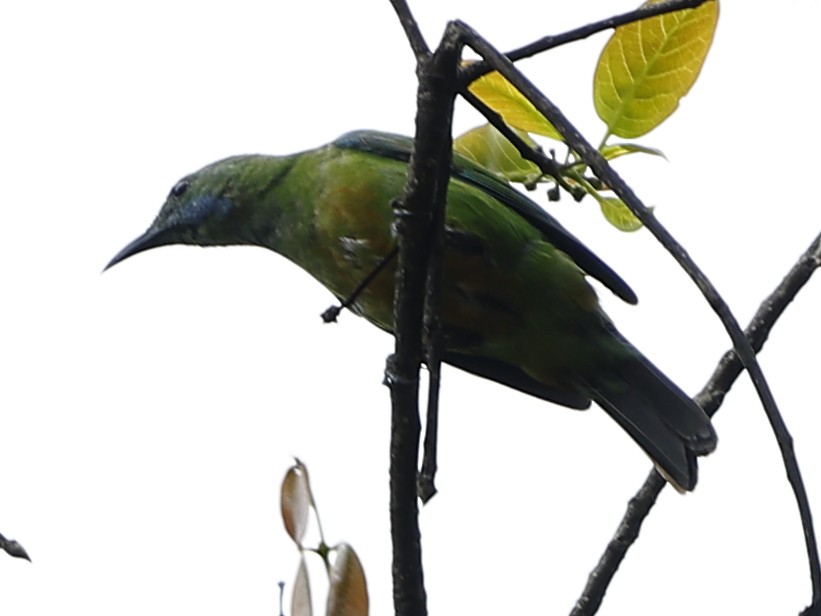 Orange-bellied Leafbird - ML643765835