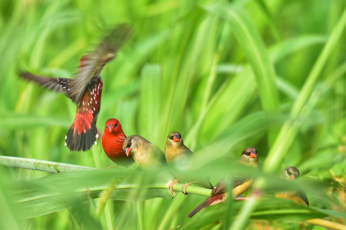 Red Avadavat - ML643765837