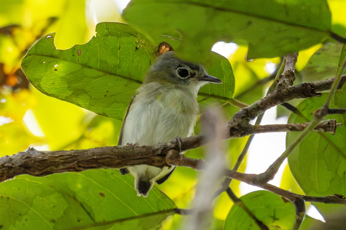 Short-tailed Pygmy-Tyrant - ML643765838