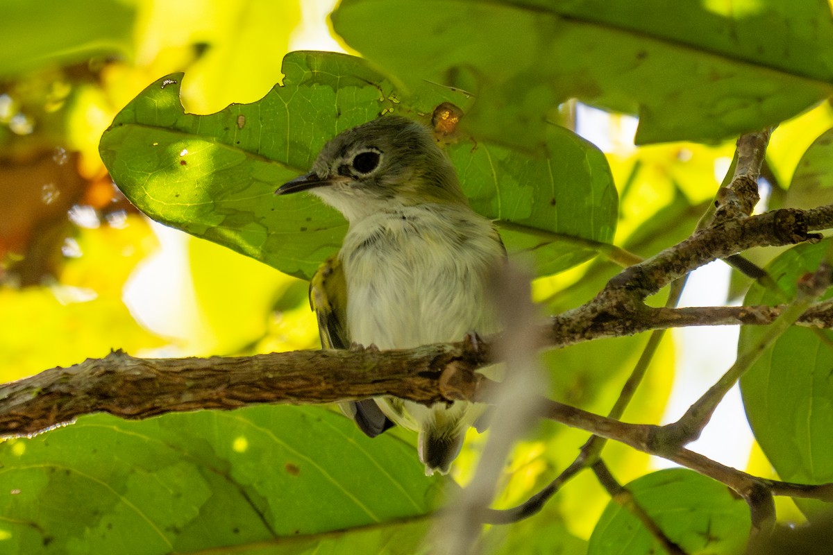 Short-tailed Pygmy-Tyrant - ML643765839