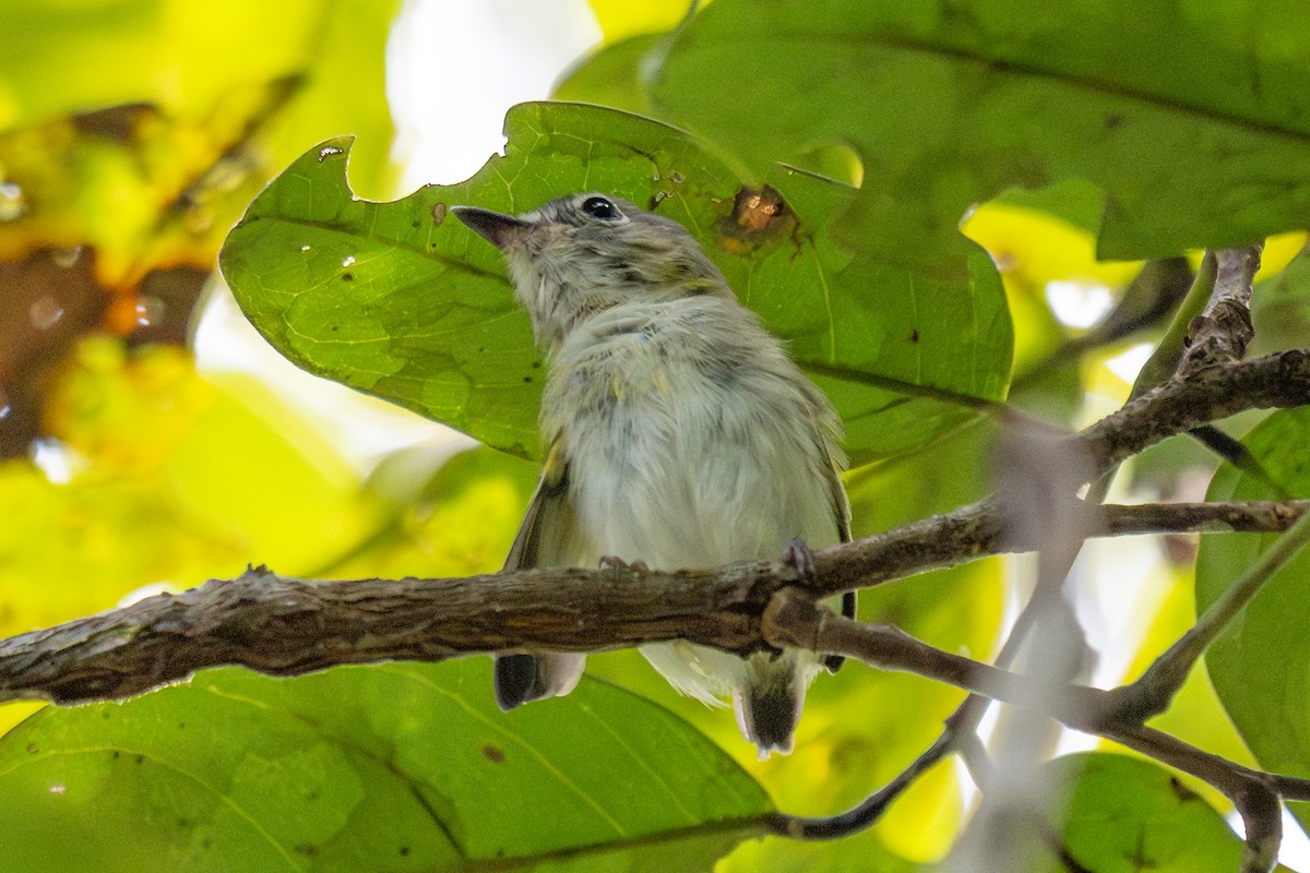 Short-tailed Pygmy-Tyrant - ML643765840