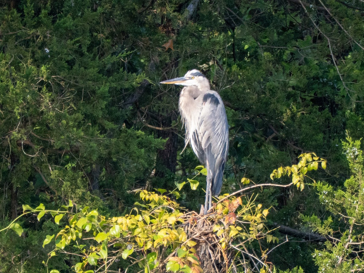 Great Blue Heron - ML643765846