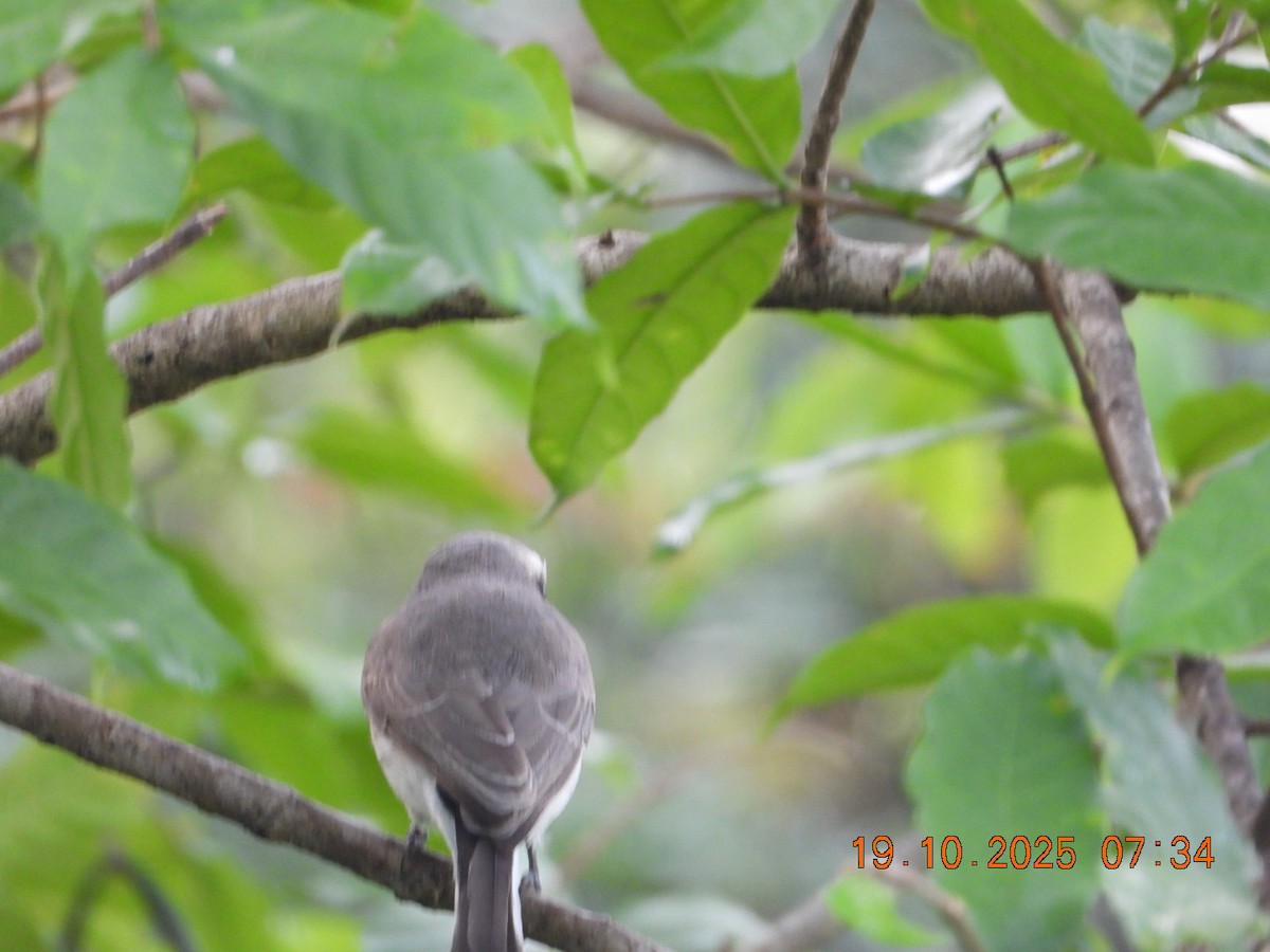 Common Woodshrike - ML643765848
