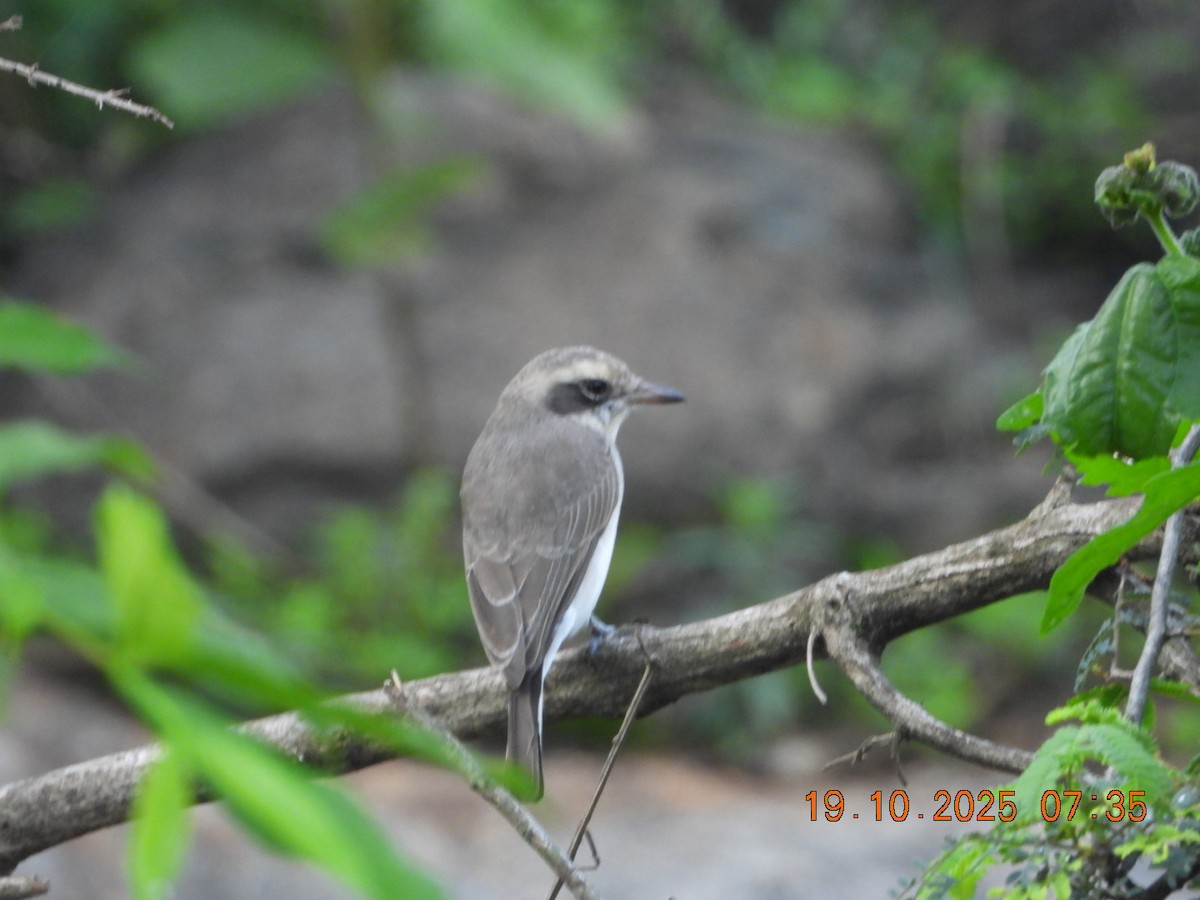 Common Woodshrike - ML643765849