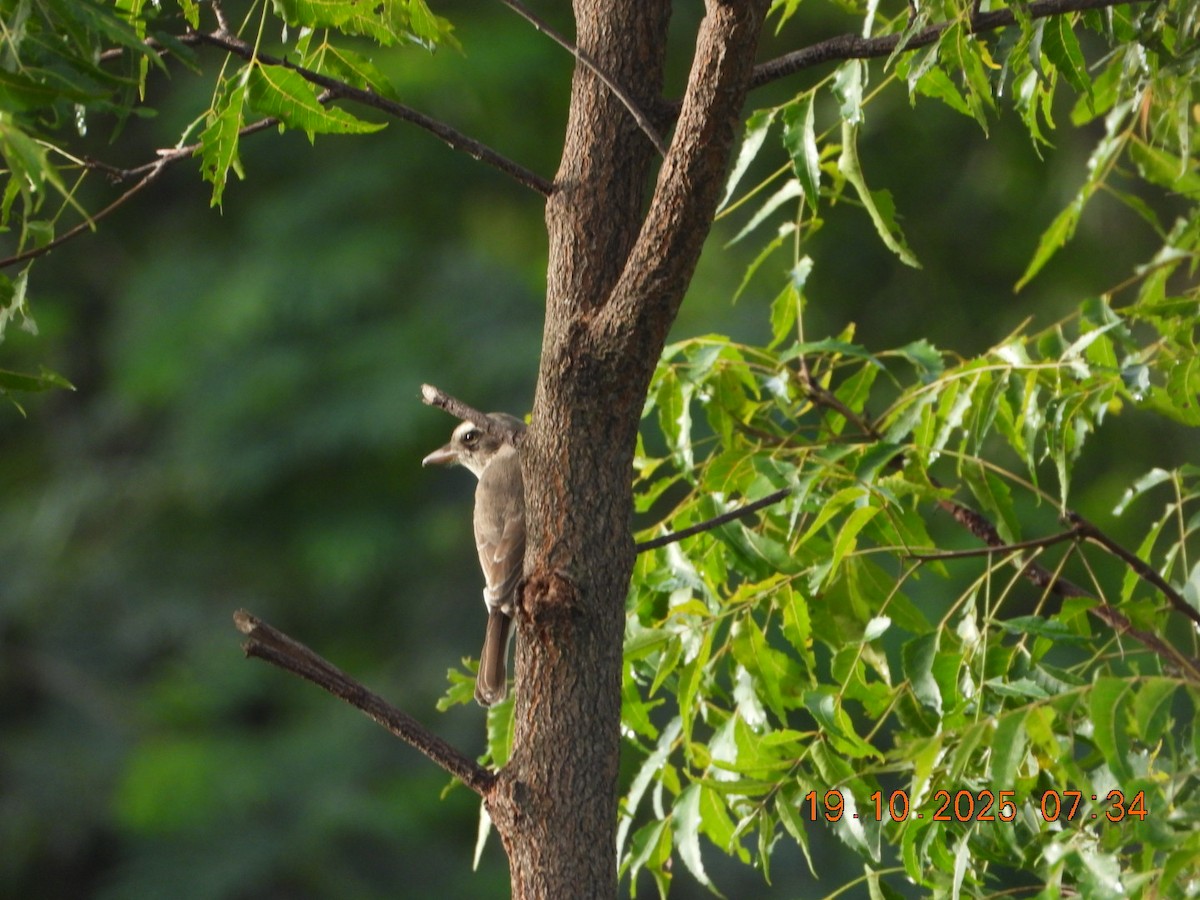 Common Woodshrike - ML643765850