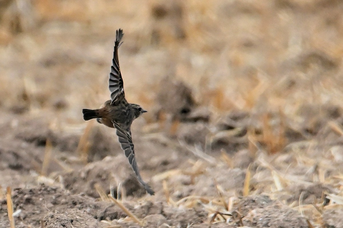 Rock Bunting - ML643765857