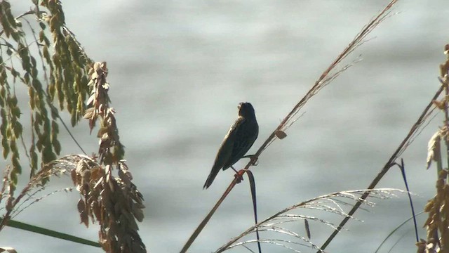 Bobolink - ML643765860