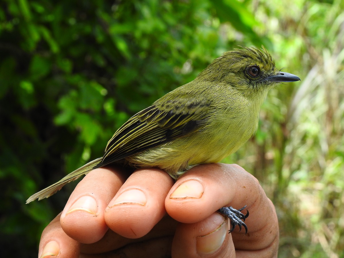 Olive-faced Flatbill - ML643765863