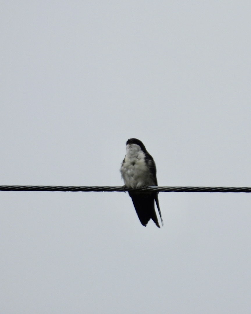 Blue-and-white Swallow - ML643765900