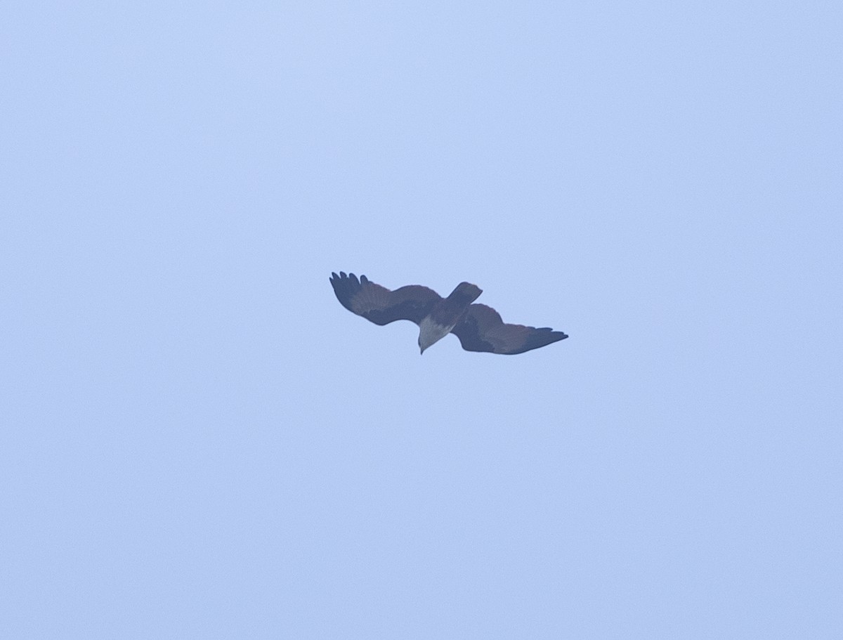 栗鳶 - ML643765909