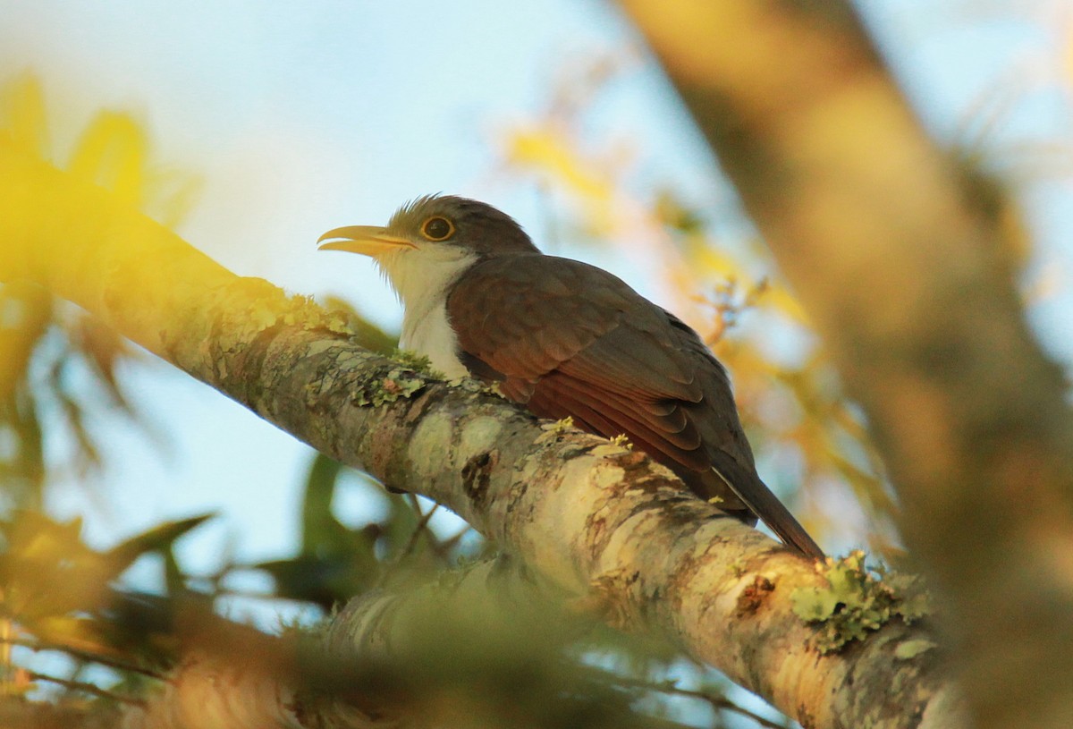 Yellow-billed Cuckoo - ML643765922