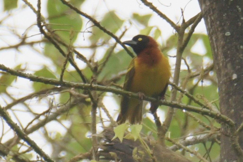 Giant Weaver - ML643765924