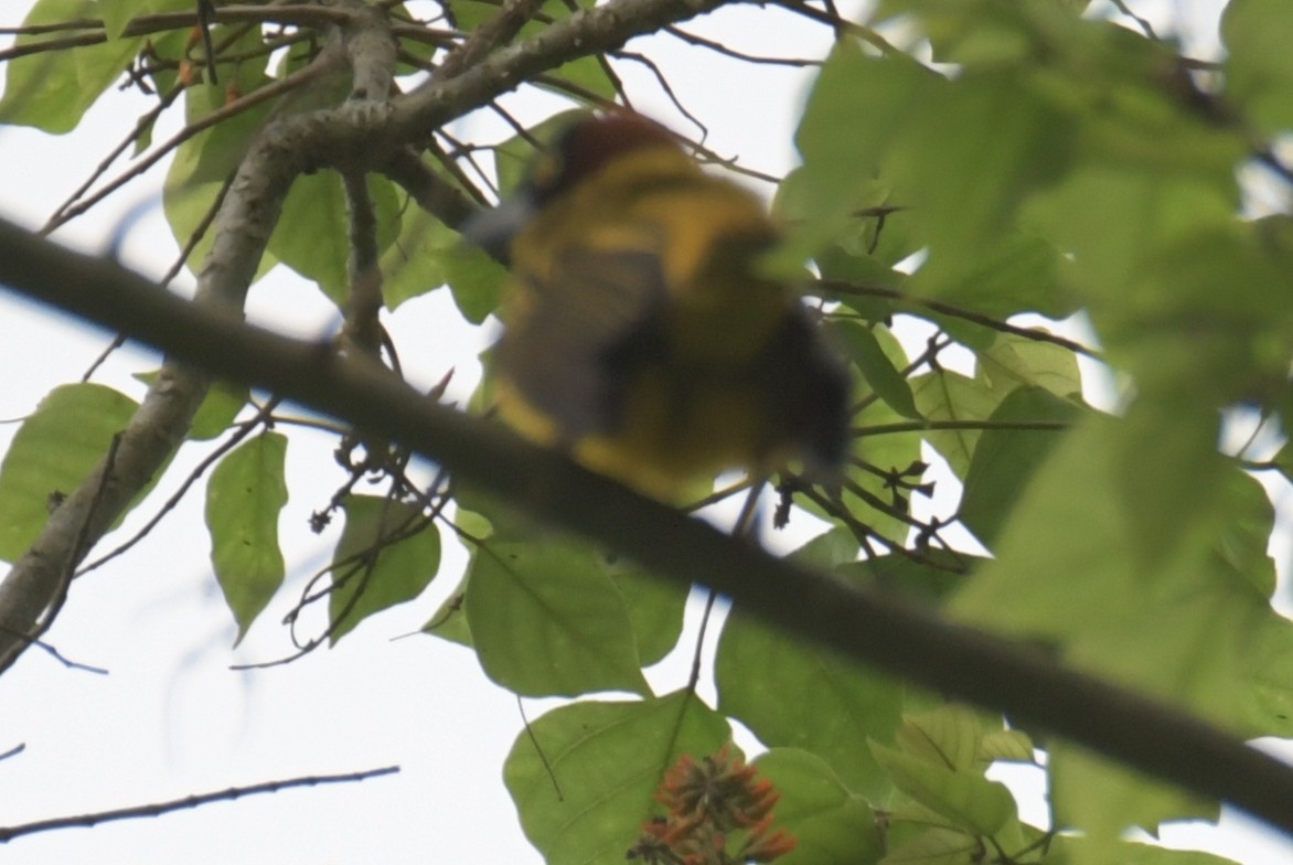 Giant Weaver - ML643765925