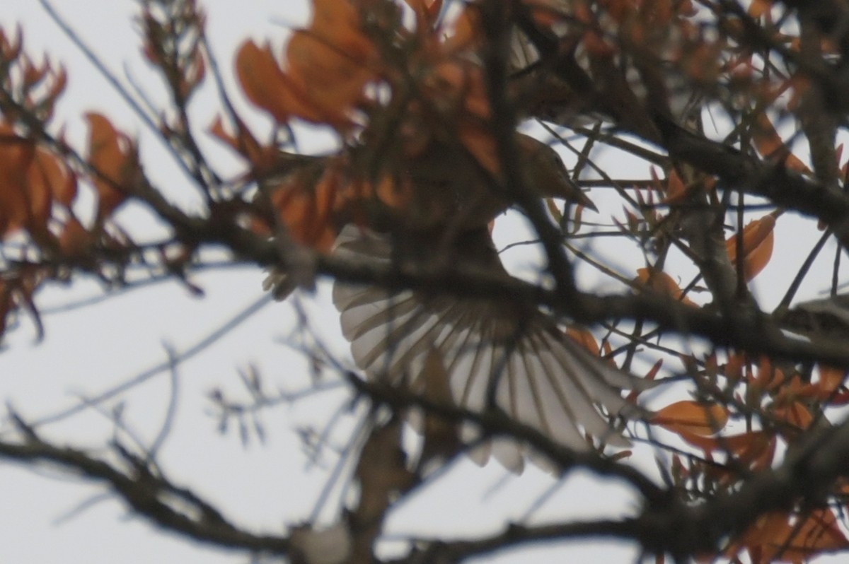 Giant Weaver - ML643765926