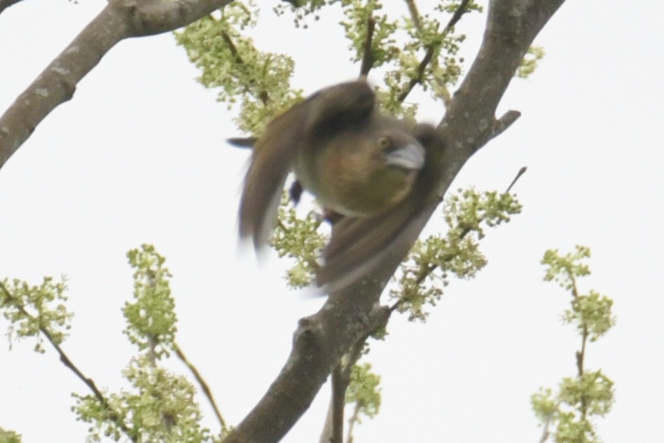 Giant Weaver - ML643765927