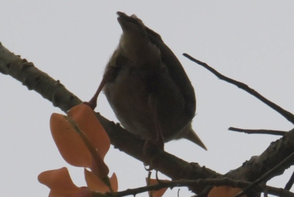 Giant Weaver - ML643765928