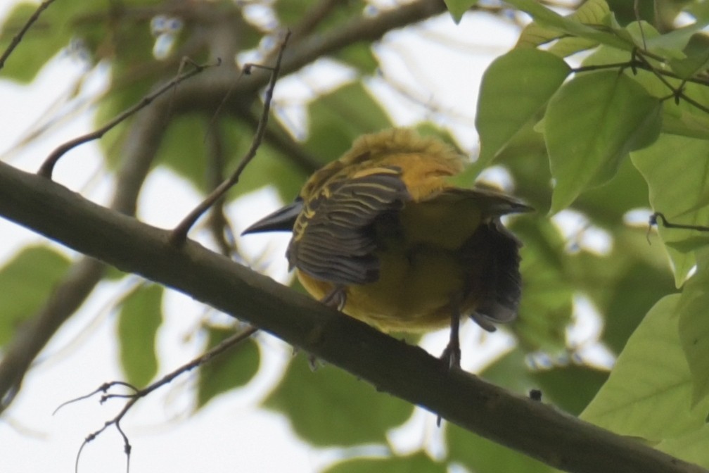 Giant Weaver - ML643765931