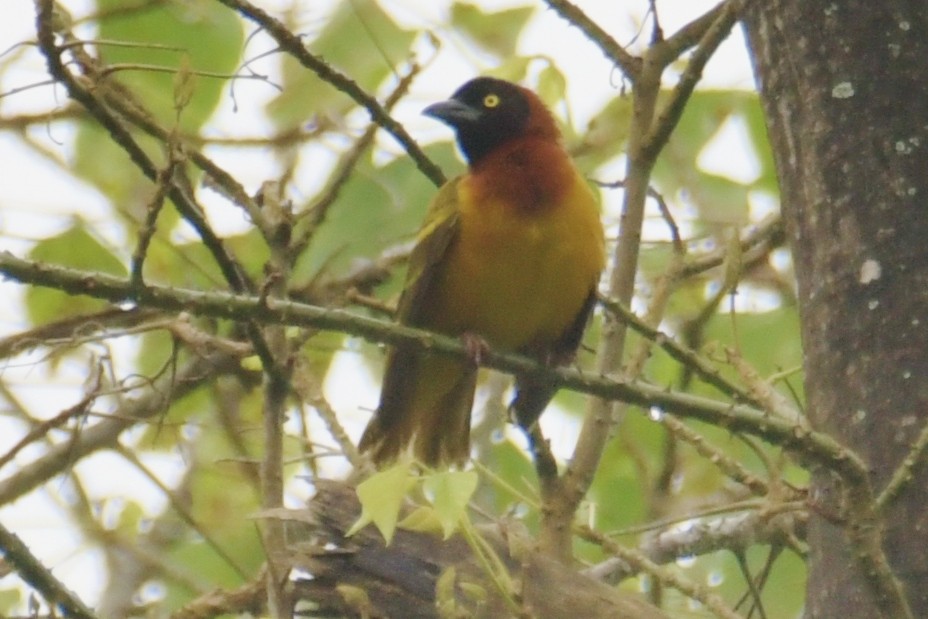 Giant Weaver - ML643765932